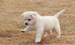 大狗最新爆料图片视频,独家图片视频揭秘幕后真相